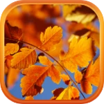 Logo of Autumn Live Wallpaper HD android Application 